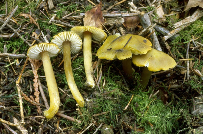 Hygrocybe virescens